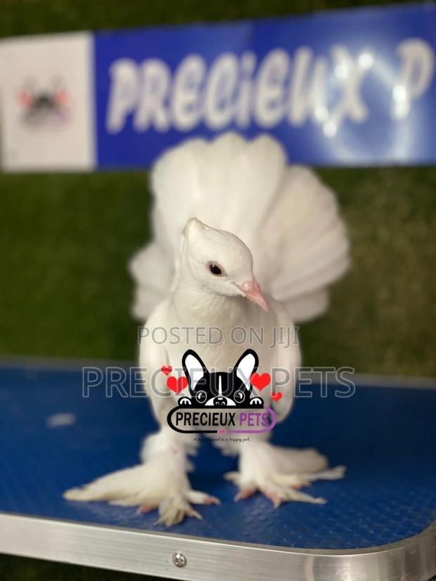 1 Pair of Indian Fantail Pigeons #0001 · Photo 6