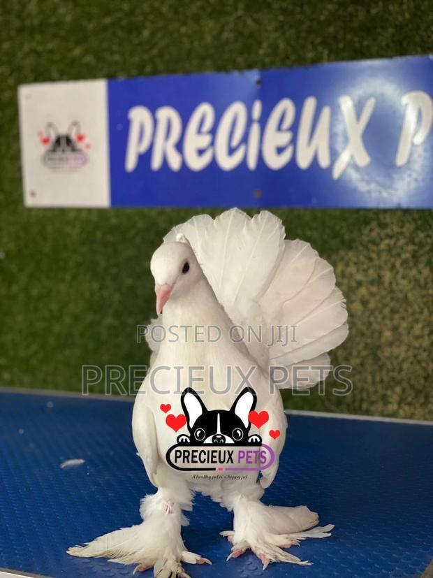 1 Pair of Indian Fantail Pigeons #0001 · Photo 8