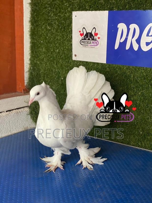 1 Pair of Indian Fantail Pigeons #0001 · Photo 2