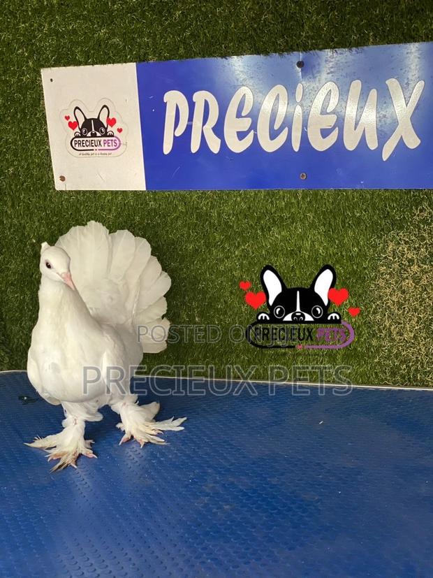 1 Pair of Indian Fantail Pigeons #0001 · Photo 3