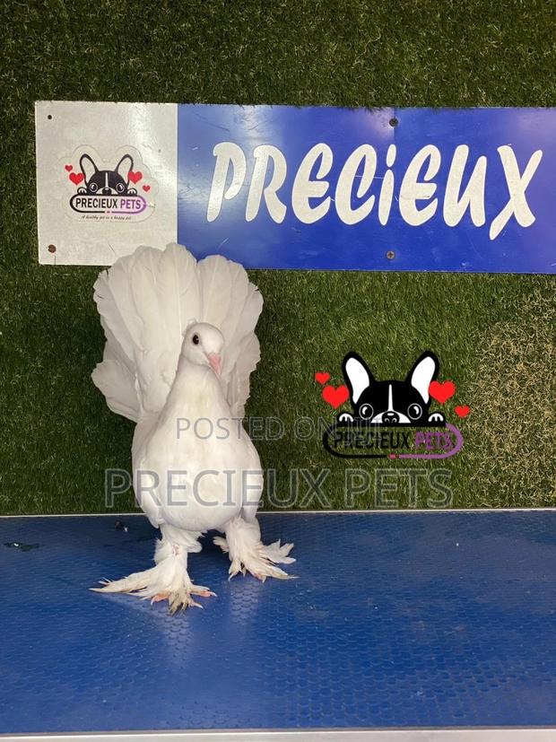 1 Pair of Indian Fantail Pigeons #0001 · Photo 1