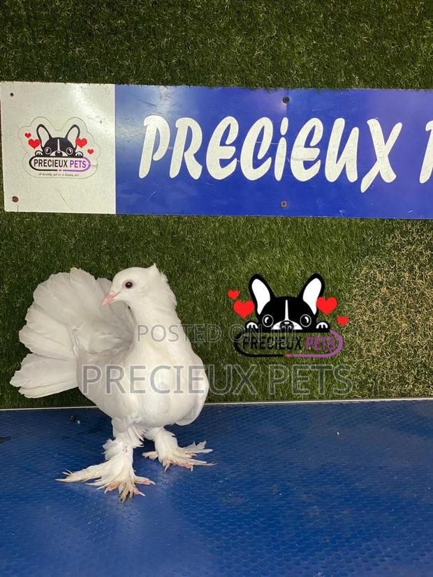 1 Pair of Indian Fantail Pigeons #0001 · Photo 4