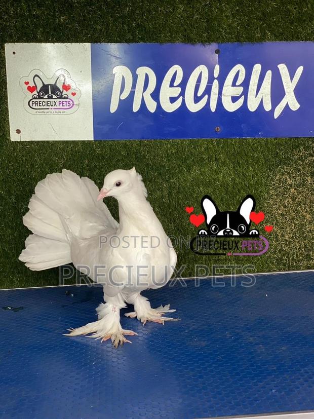 1 Pair of Indian Fantail Pigeons #0001 · Photo 5
