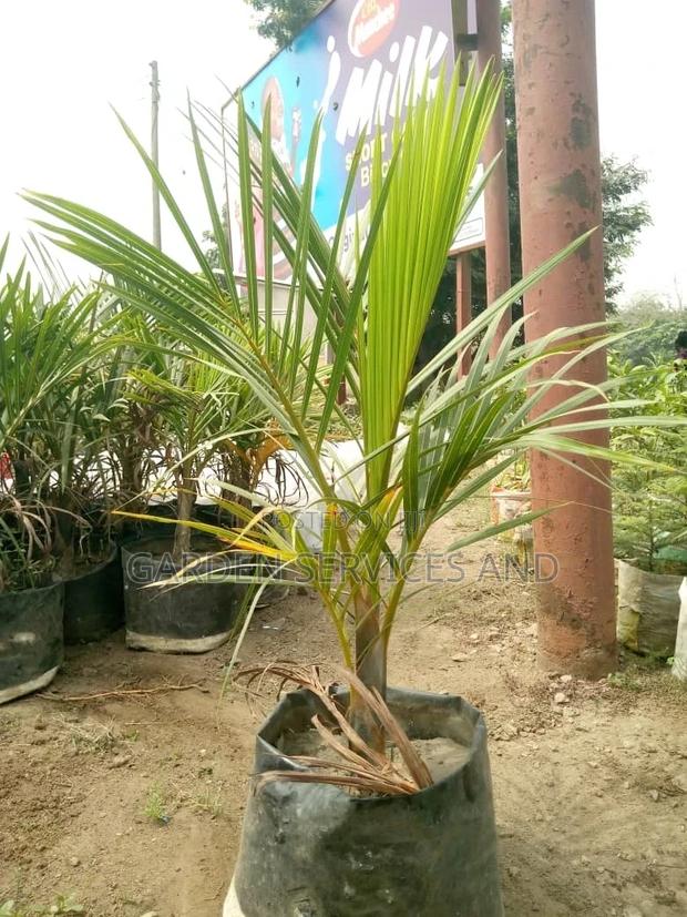 Bottle Palm for Sale Ghc250 · Photo 2