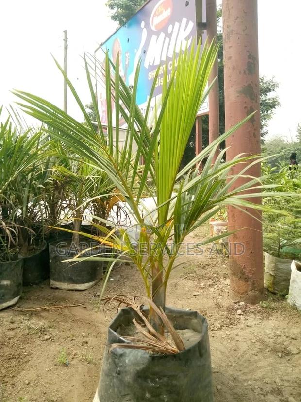 Bottle Palm for Sale Ghc250 · Photo 3