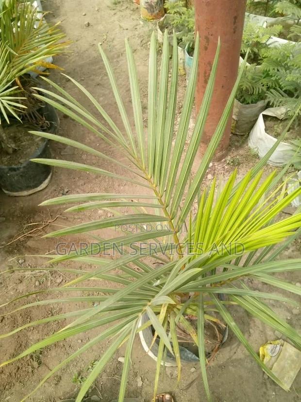 Bottle Palm for Sale Ghc250 · Photo 4