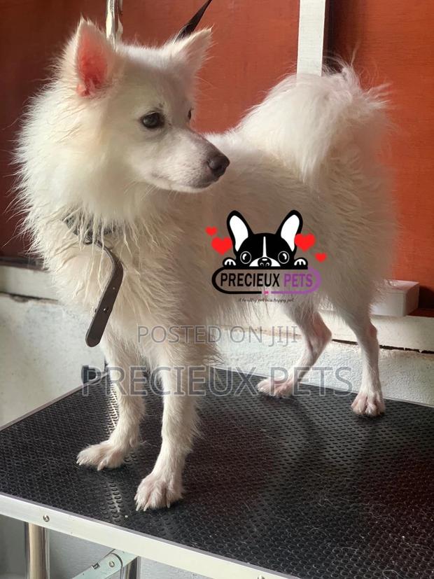 Deluxe-Grooming -#0001 · Photo 6