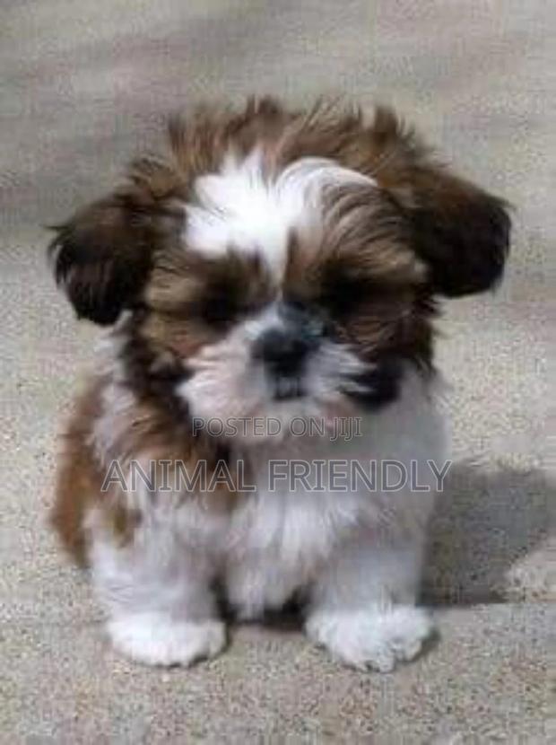 1-3 months Male Purebred Poodle · Photo 1