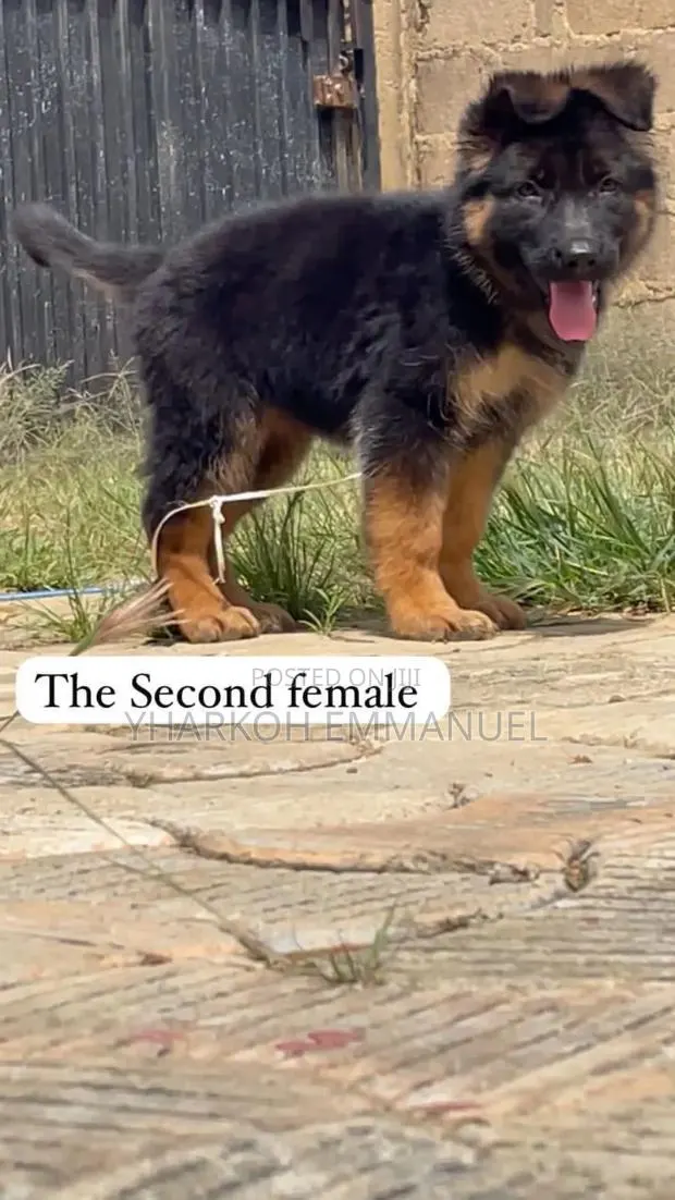 1-3 months Male Purebred German Shepherd · Photo 1