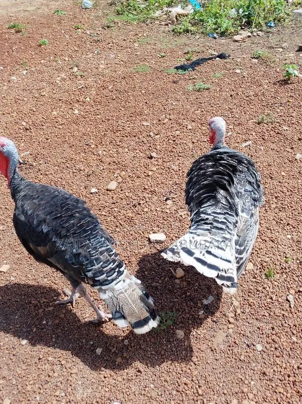 Male Turkey for Sale Two Available · Photo 1