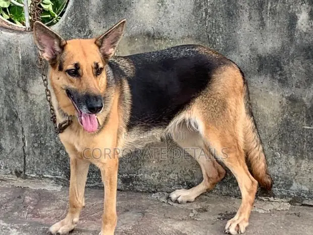 1+ year Female Purebred German Shepherd · Photo 1