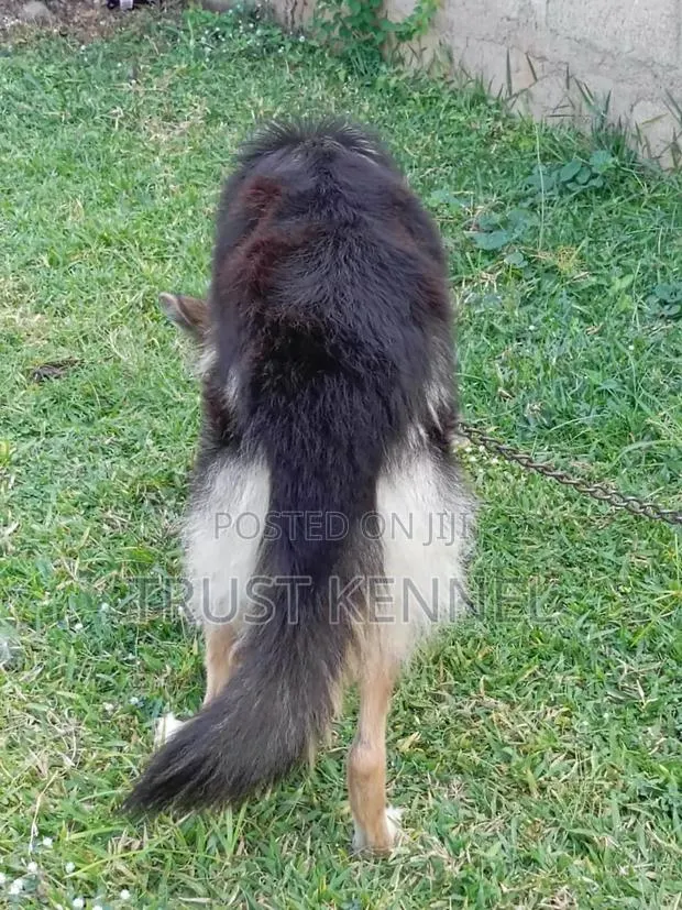6-12 months Female Purebred German Shepherd · Photo 1