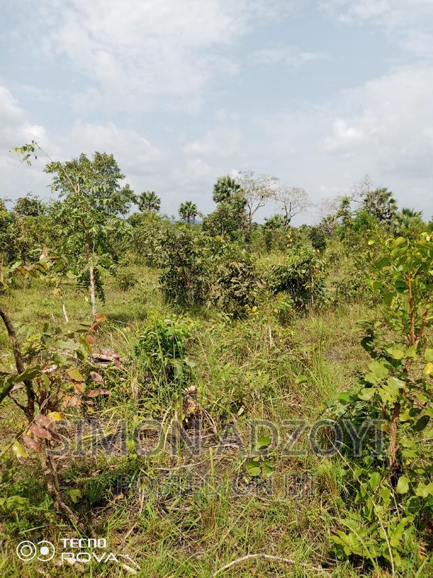 10,000 Acres of Farm Land for Sale or Lease · Photo 6