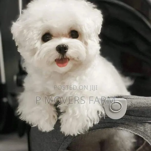 1-3 months Male Purebred Maltese · Photo 1