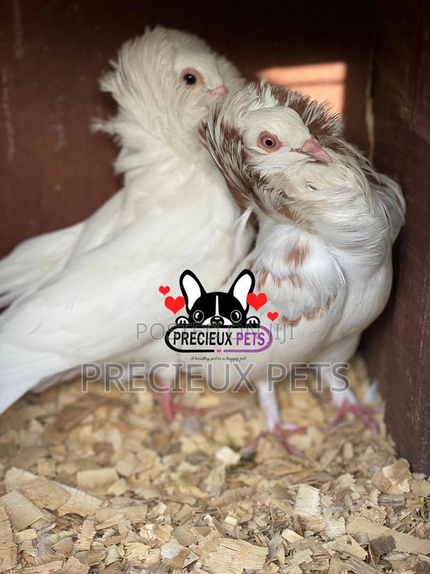 1 Pair of Jacobins Pigeons · Photo 1