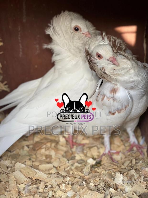 1 Pair of Jacobins Pigeons · Photo 2