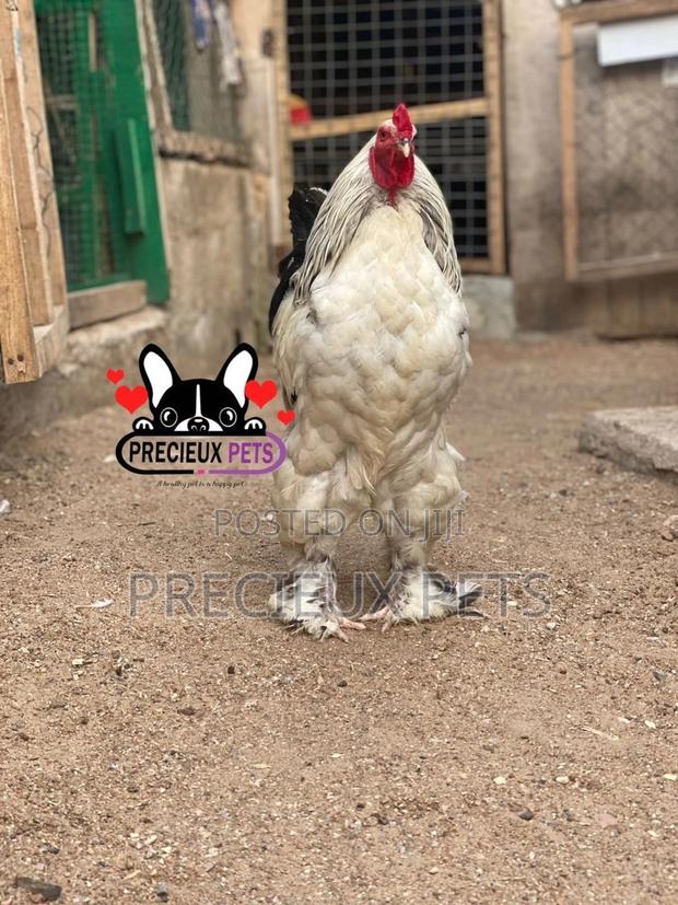 Young Male Brahmas Chicken · Photo 1