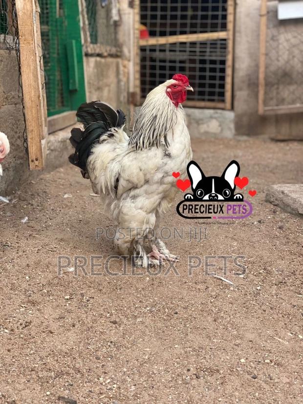 Young Male Brahmas Chicken · Photo 2