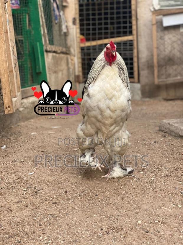 Young Male Brahmas Chicken · Photo 4