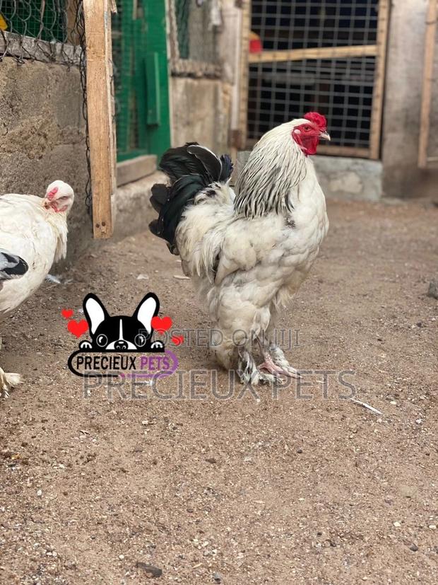 Young Male Brahmas Chicken · Photo 3
