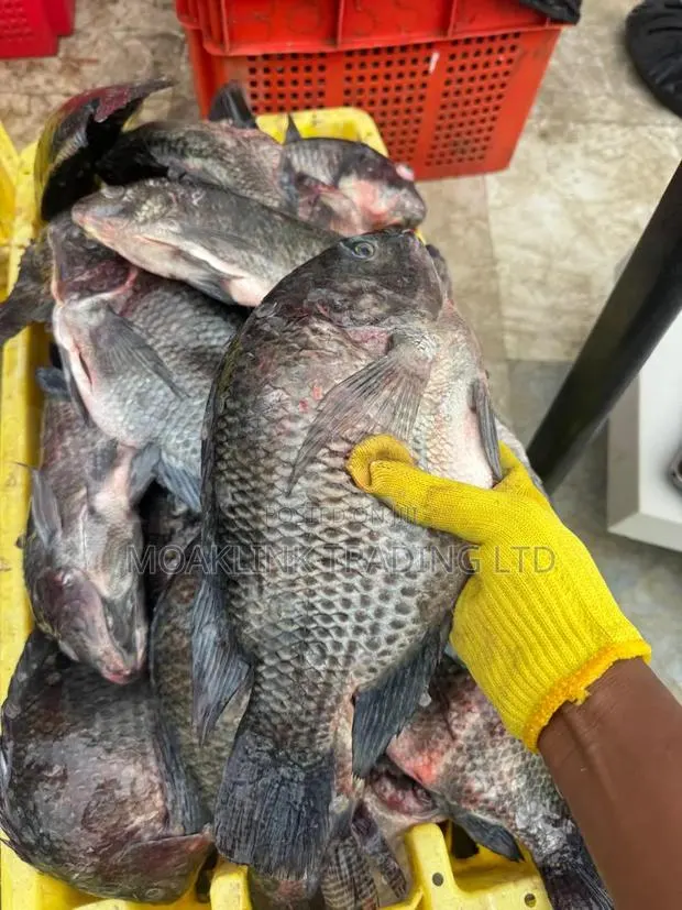 Fresh River Tilapia · Photo 1