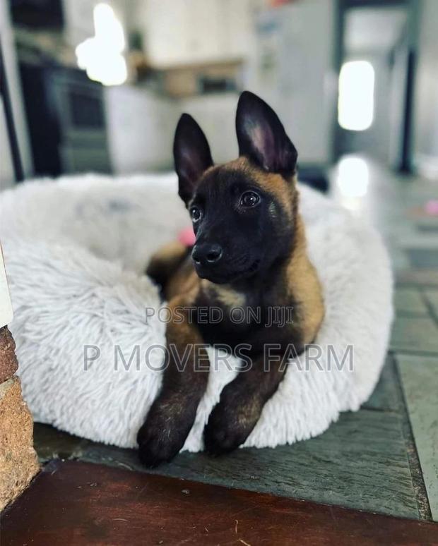 1-3 months Male Purebred Belgian Malinois · Photo 1