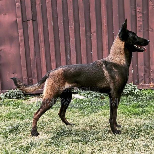 1-3 months Male Purebred Belgian Malinois · Photo 1