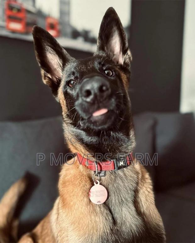 1-3 months Male Purebred Belgian Malinois · Photo 1