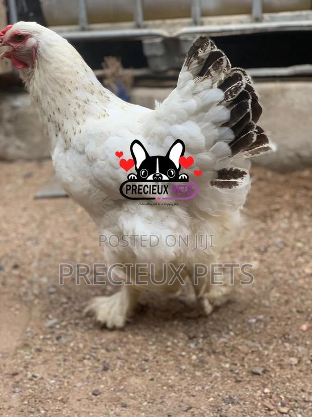 Young Female Brahmas Chicken 0001 · Photo 1