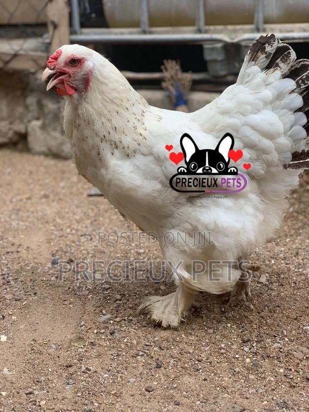 Young Female Brahmas Chicken 0001 · Photo 2