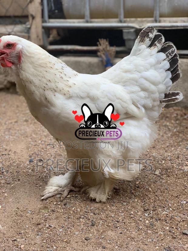 Young Female Brahmas Chicken 0001 · Photo 3
