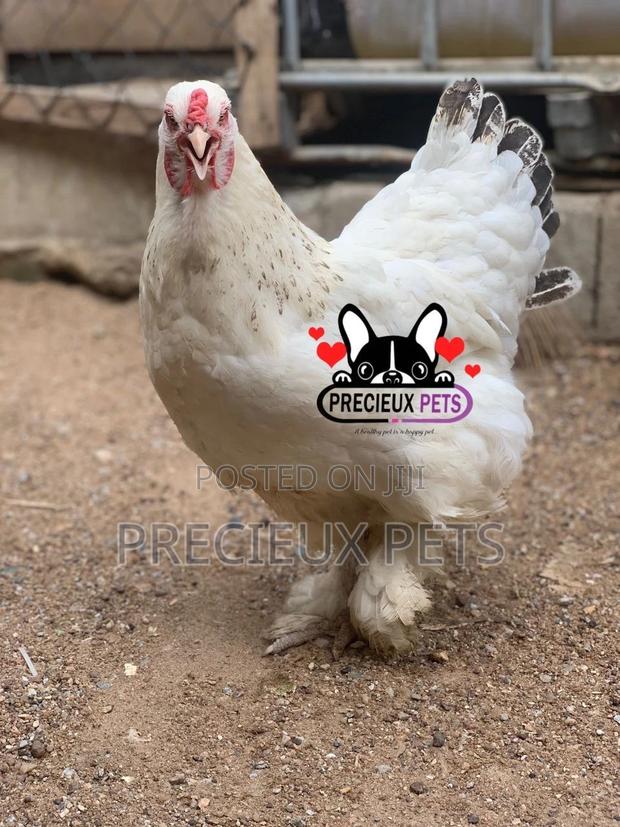 Young Female Brahmas Chicken 0001 · Photo 4