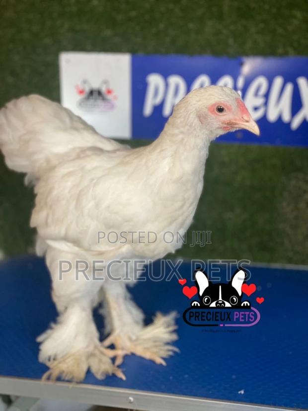 10 Weeks Old Brahmas Chicken · Photo 2