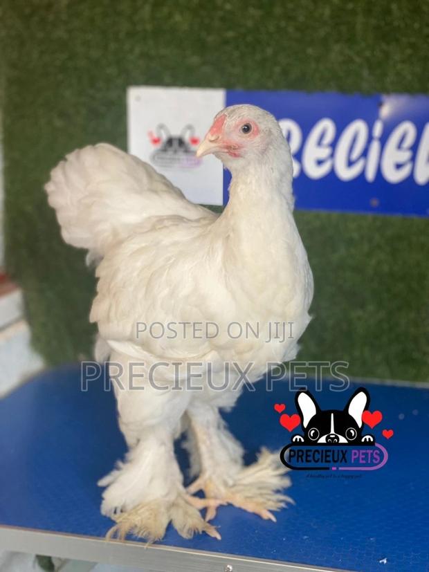 10 Weeks Old Brahmas Chicken · Photo 4