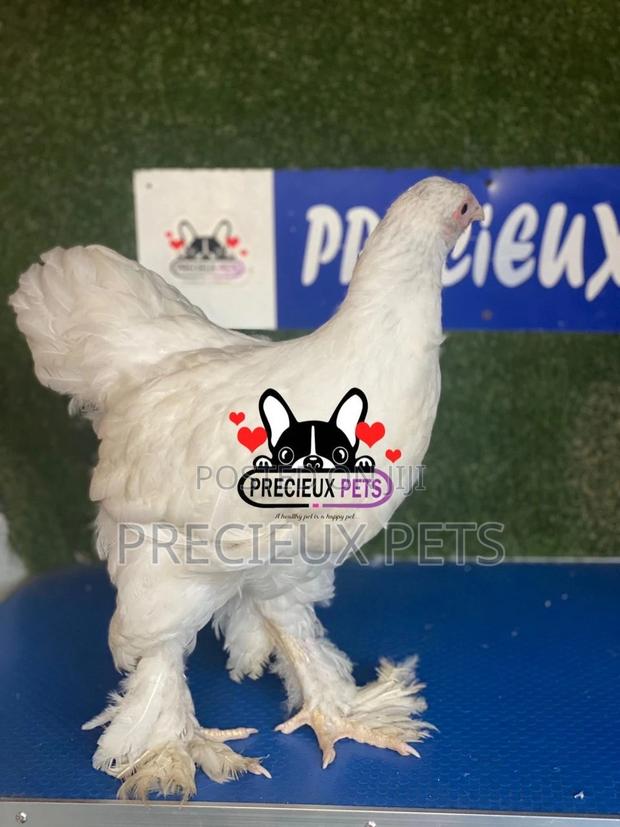 10 Weeks Old Brahmas Chicken · Photo 3