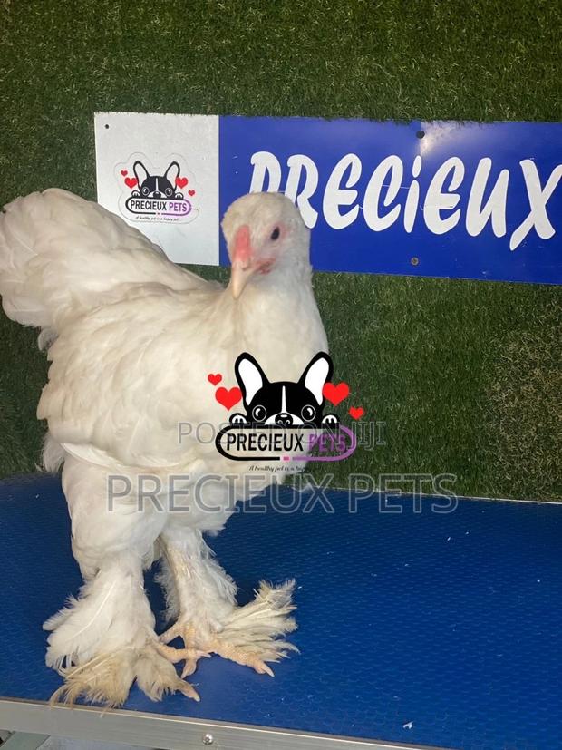 10 Weeks Old Brahmas Chicken · Photo 1