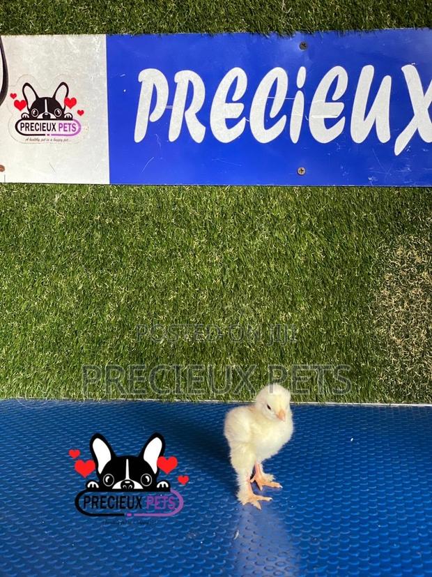 2-8 Days Old Brahma Chicks · Photo 1
