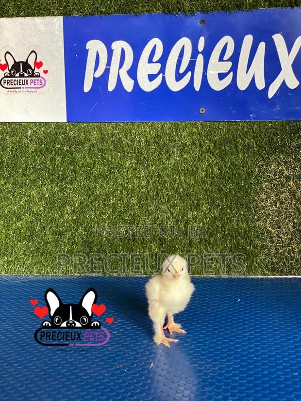 2-8 Days Old Brahma Chicks · Photo 3