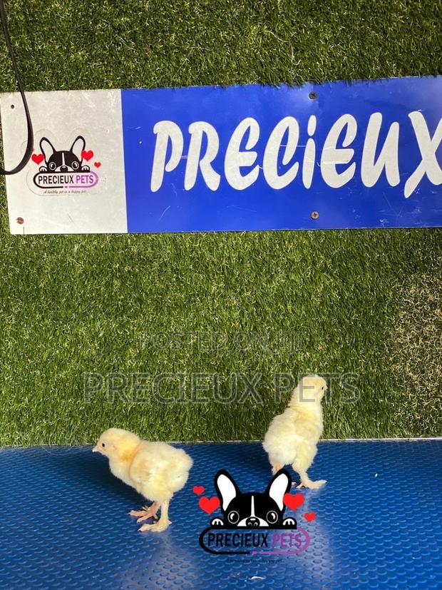 2-8 Days Old Brahma Chicks · Photo 4