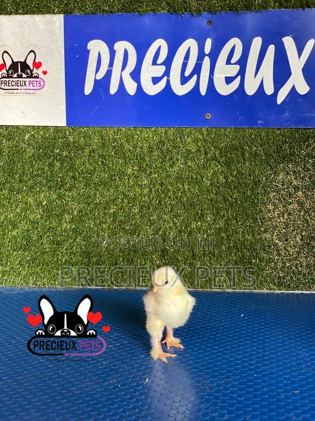 2-8 Days Old Brahma Chicks · Photo 2