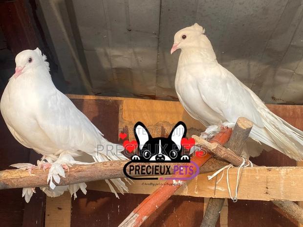 A Pair Domesticated Indian Fantial · Photo 2