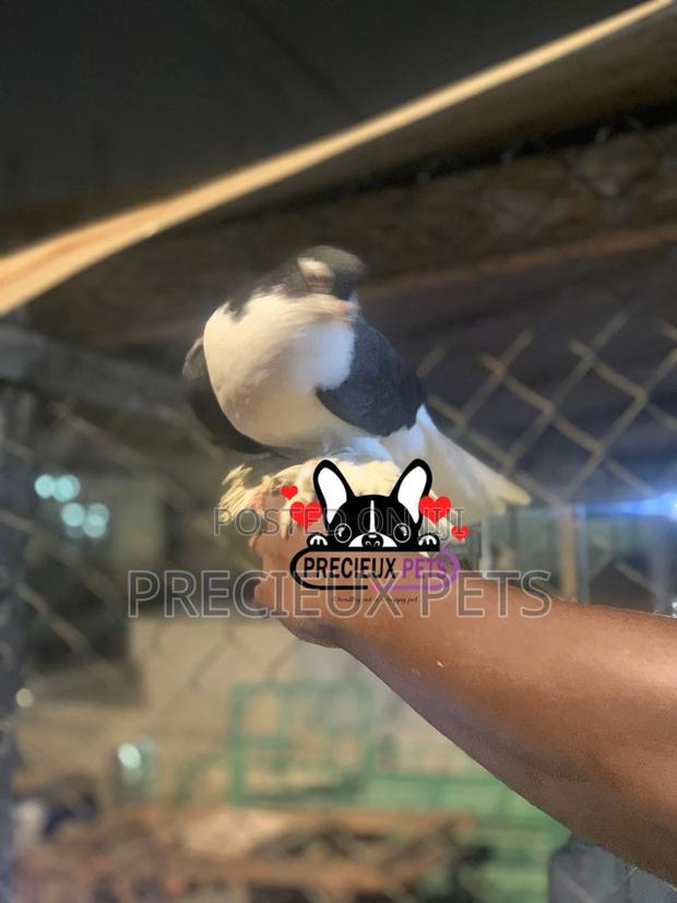 I Pair of Lahore Pigeons 00002 · Photo 1