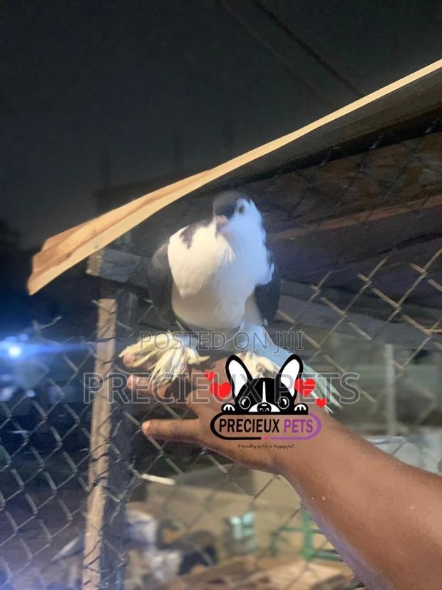 I Pair of Lahore Pigeons 00002 · Photo 2