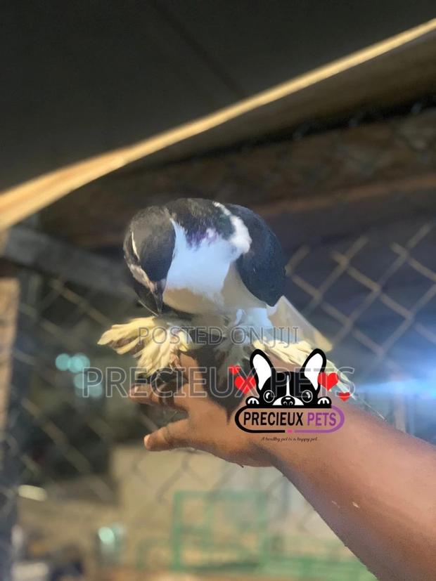 I Pair of Lahore Pigeons 00002 · Photo 5