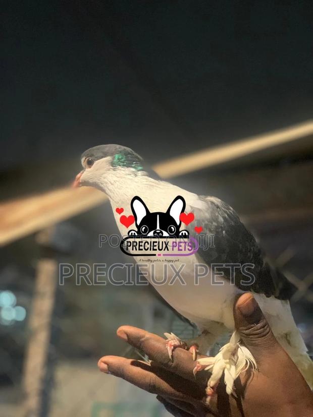 I Pair of Lahore Pigeons 00002 · Photo 8