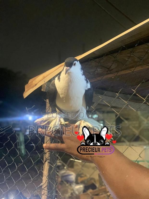I Pair of Lahore Pigeons 00002 · Photo 3