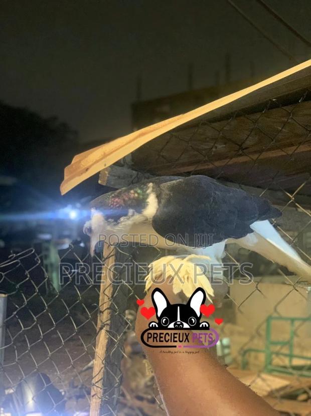 I Pair of Lahore Pigeons 00002 · Photo 4