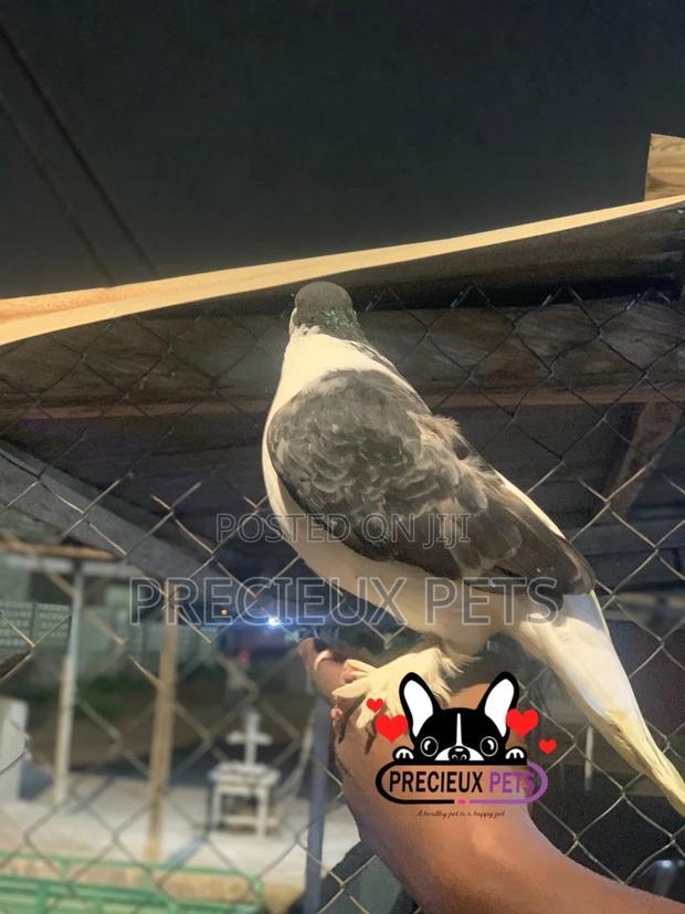 I Pair of Lahore Pigeons 00002 · Photo 7