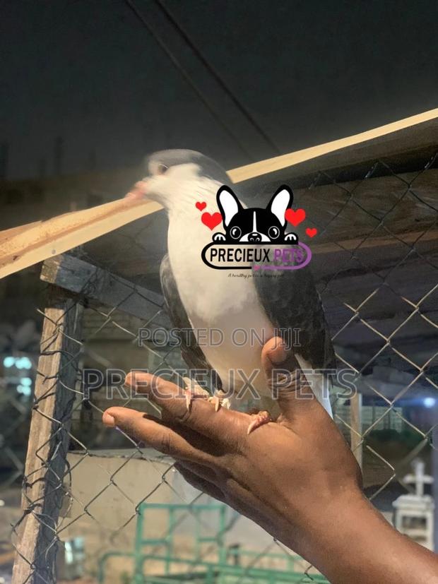 I Pair of Lahore Pigeons 00002 · Photo 6