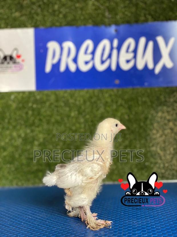 1 Week Old Brahmas Chicks · Photo 1